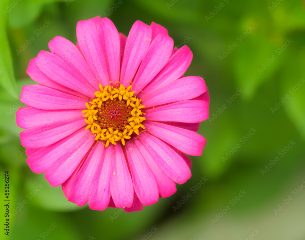 Obraz premium Pink zinnia.