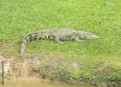 Crocodile resting on the grass