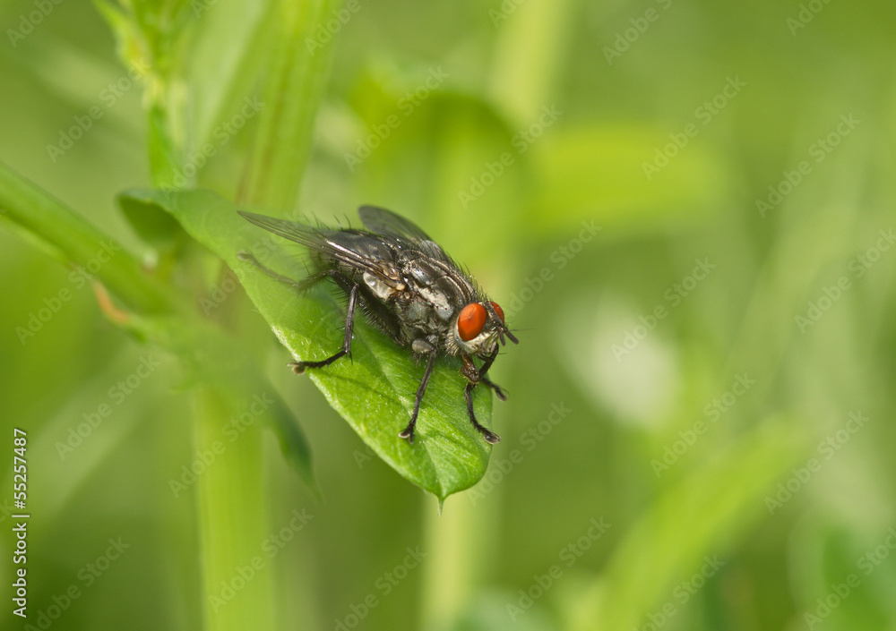 Large fly Large fly