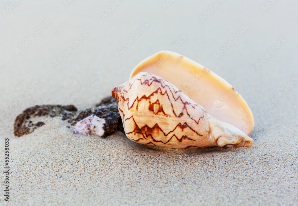 Beautiful shellfish on the tropical beach.