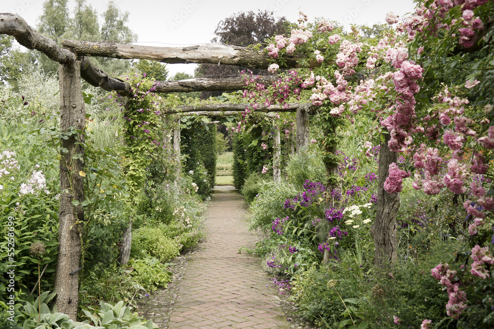 Pink roses on a pergola