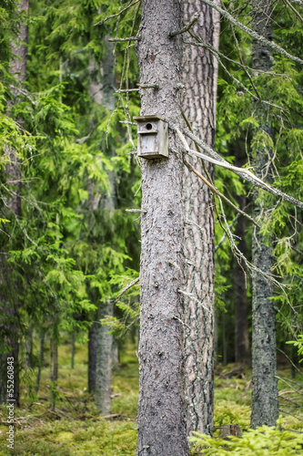 Bird house in the forest on the pine