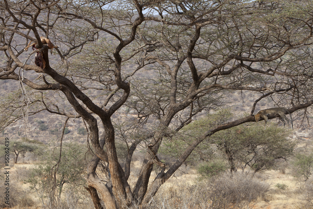Leopard resting on a tree with prey hanging from a branch Leopard resting on a tree with prey hanging from a branch