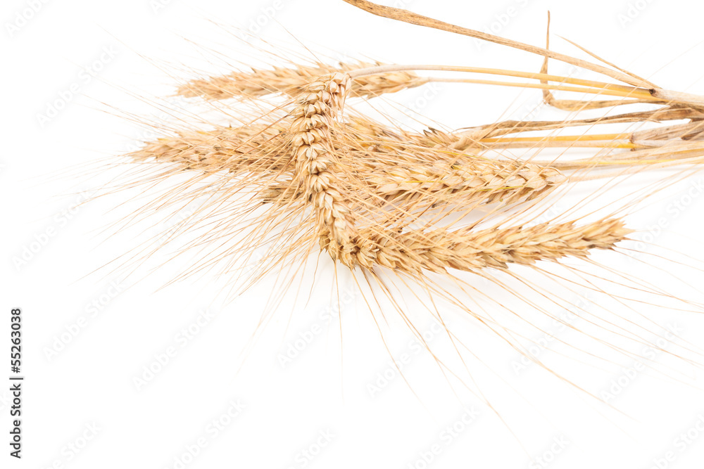 ears of wheat isolated on white ears of wheat isolated on white