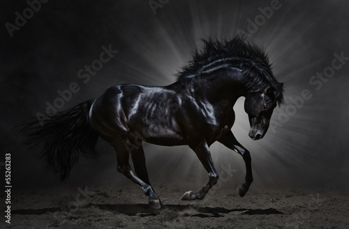 Photo Black Andalusian stallion gallops
