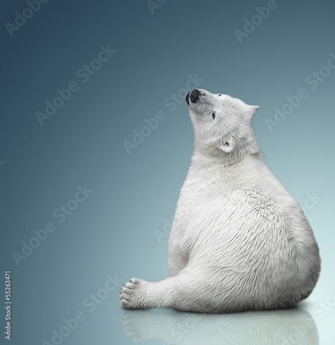 small polar bear cub