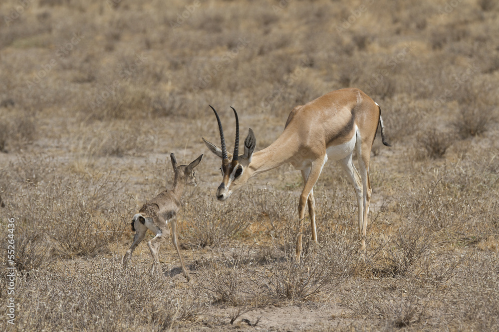 Fototapeta premium Newborn gazelle and mother