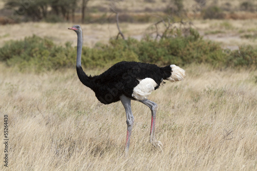 Male ostrich walking