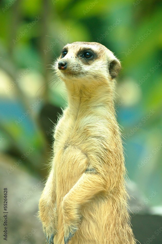 Fototapeta premium Meerkats