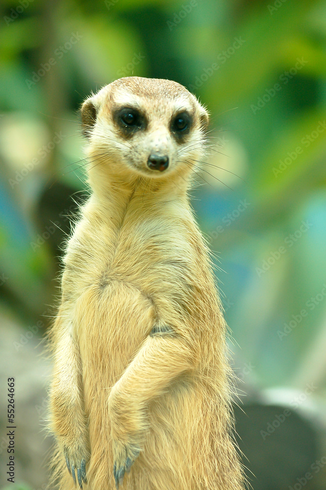 Fototapeta premium Meerkats