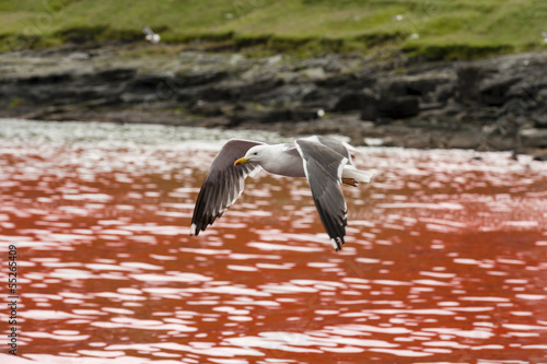 Seagull flying over bloody water after killing of pilot whales photo