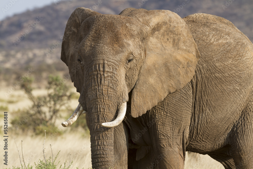 Portrait of african elephant