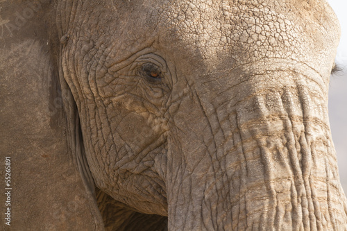 Portrait of african elephant