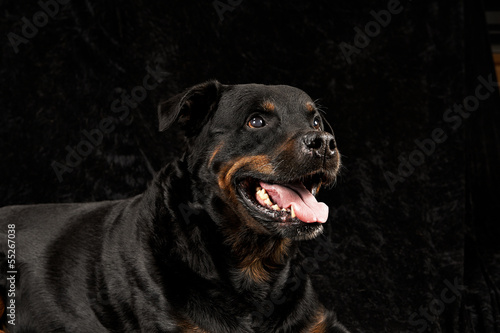 Pure breed rottweiler on black background