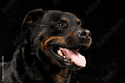Pure breed rottweiler on black background