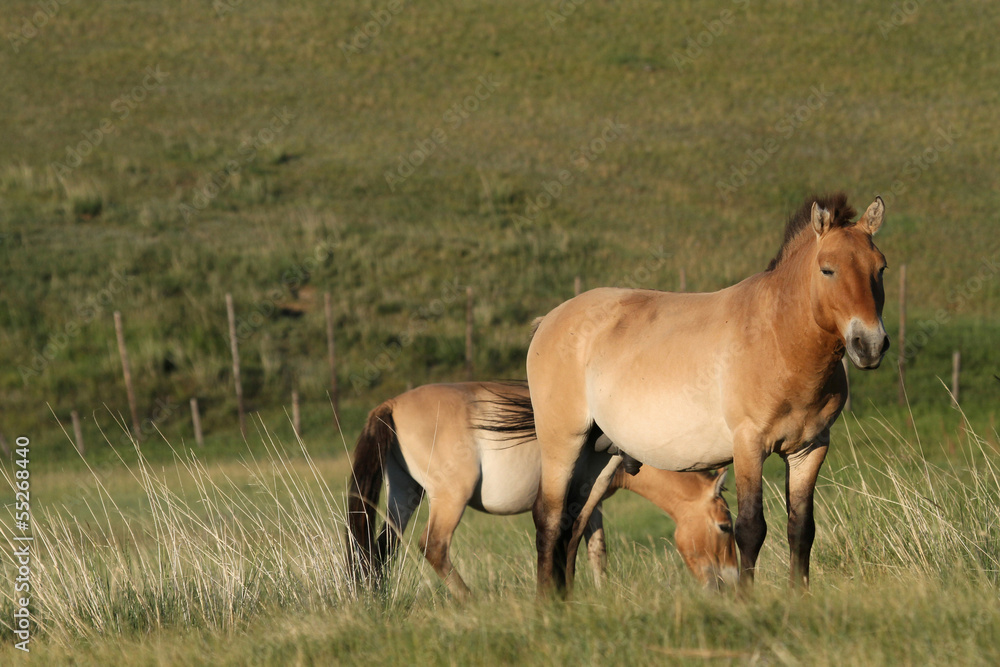 Chevaux de Przewalski Chevaux de Przewalski