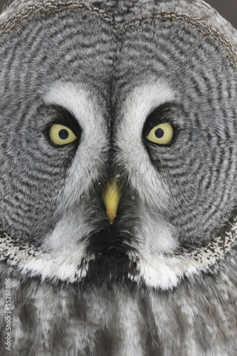 Great-grey owl, Strix nebulosa