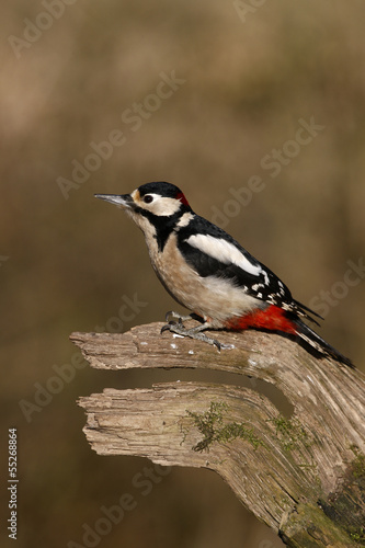 Great-spotted woodpecker, Dendrocopos major