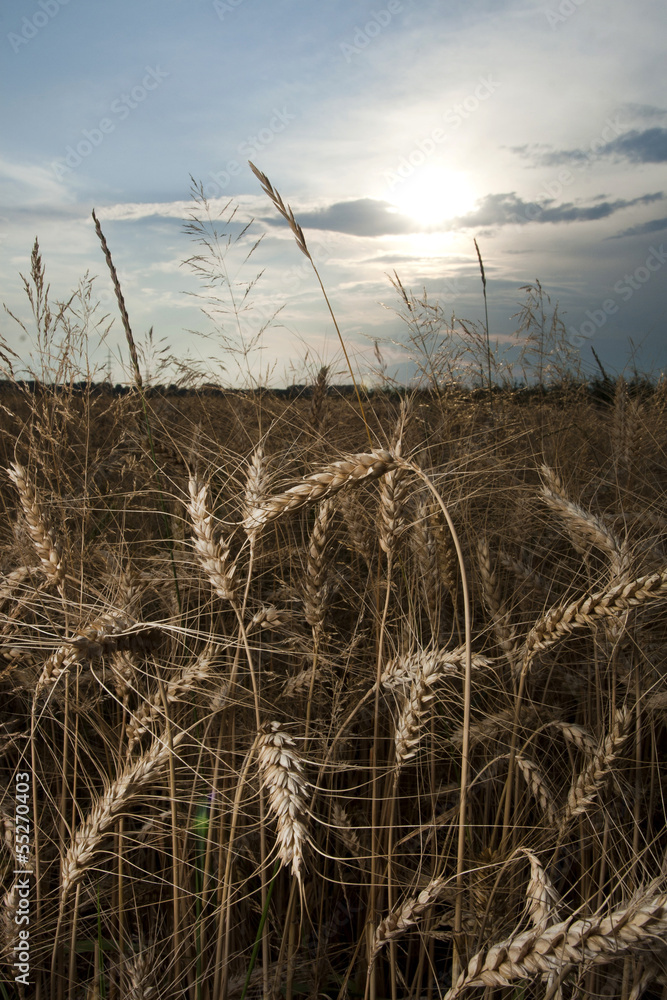 Fototapeta premium Wheat fields