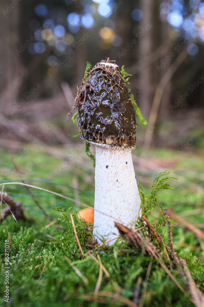 Common stinkhorn mushroom Common stinkhorn mushroom