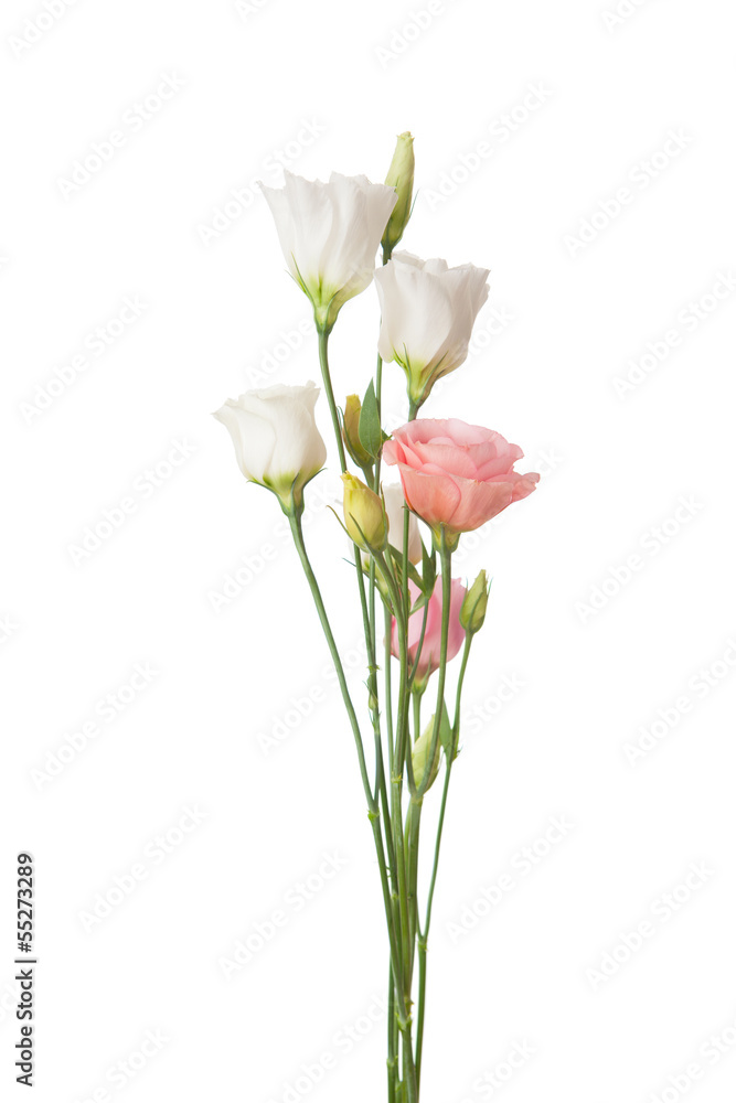 white  and pink flowers isolated on white. eustoma