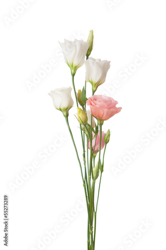 white  and pink flowers isolated on white. eustoma