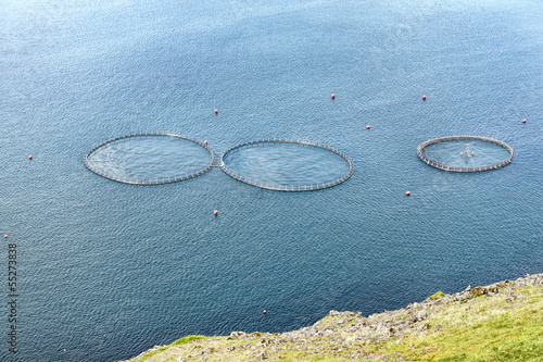 Salmon farming
