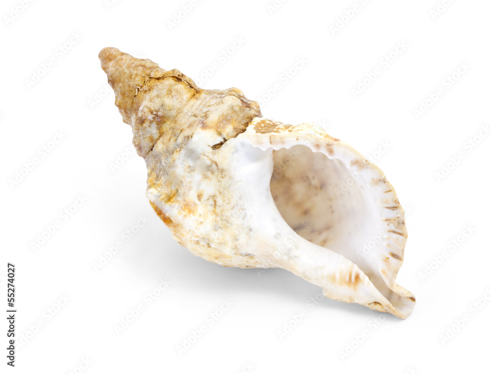 seashell seashell