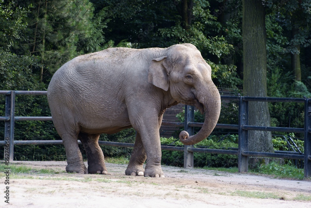 Fototapeta premium elephant maximus in India