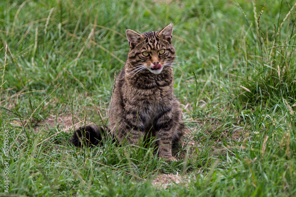 Scottish Wildcat