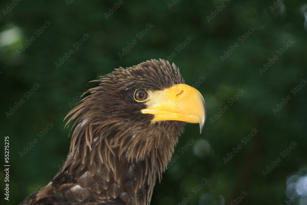 Obraz premium Steller's Sea Eagle ou Pygargue de Steller