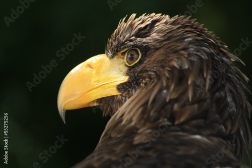 Steller's Sea Eagle ou Pygargue de Steller