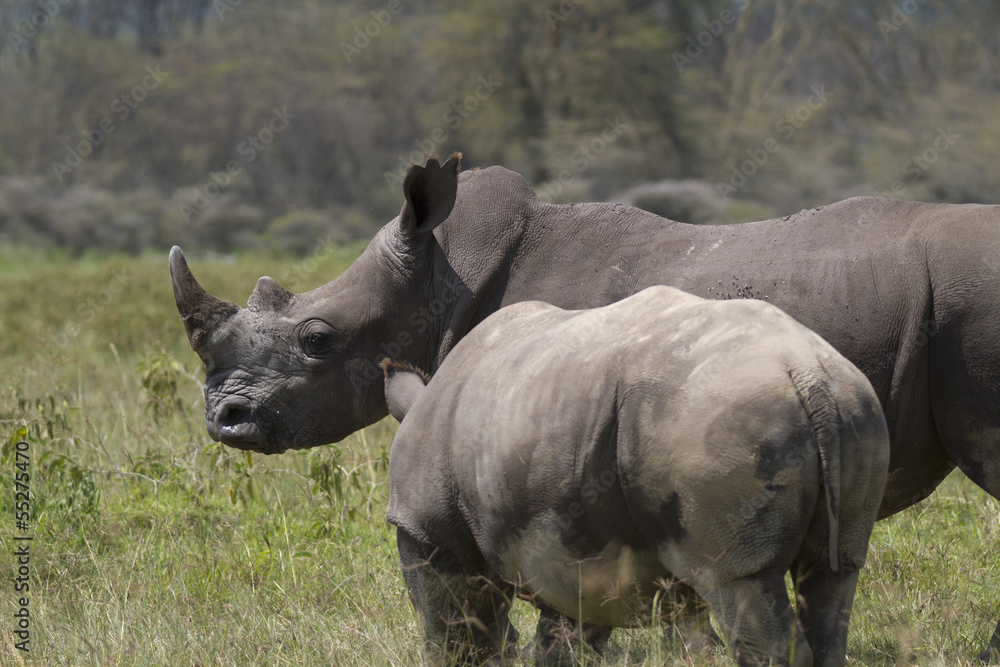 Fototapeta premium Portrait of a white rhinoceros