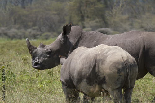 Portrait of  a white rhinoceros