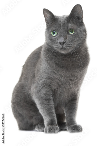 Russian blue cat sitting on isolated white background