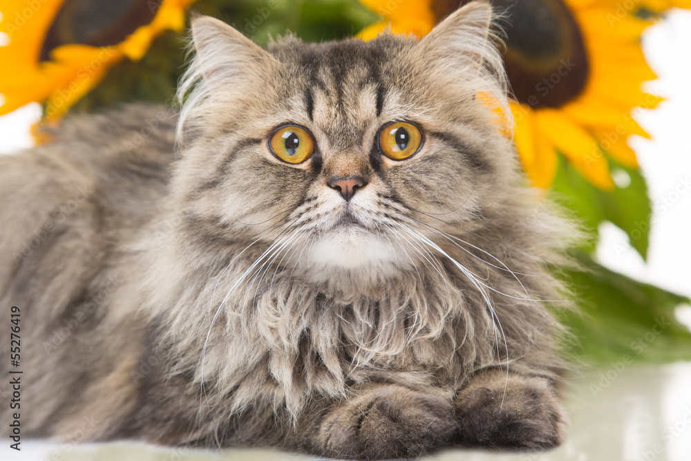 Persian cat lying with sunflowers