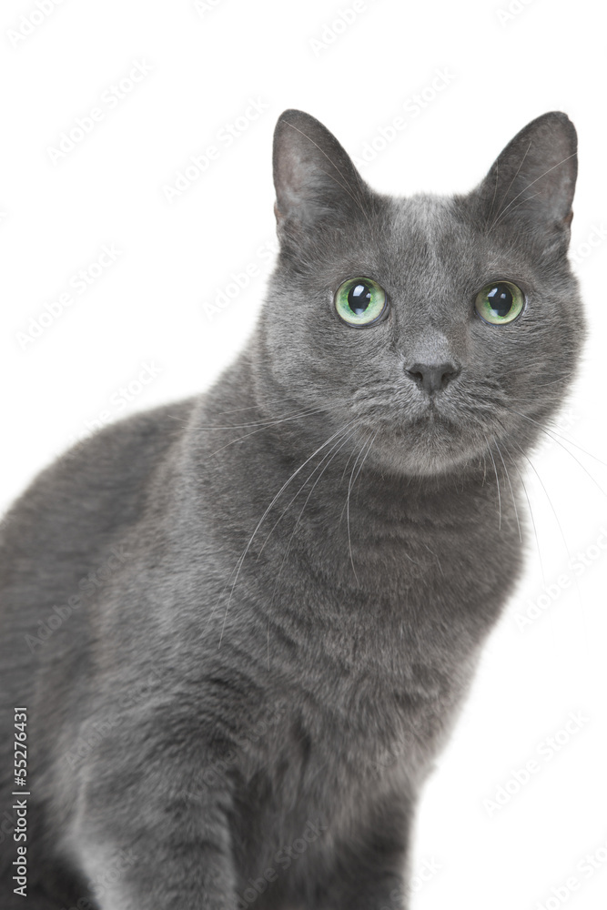 Russian blue cat sitting on isolated white background