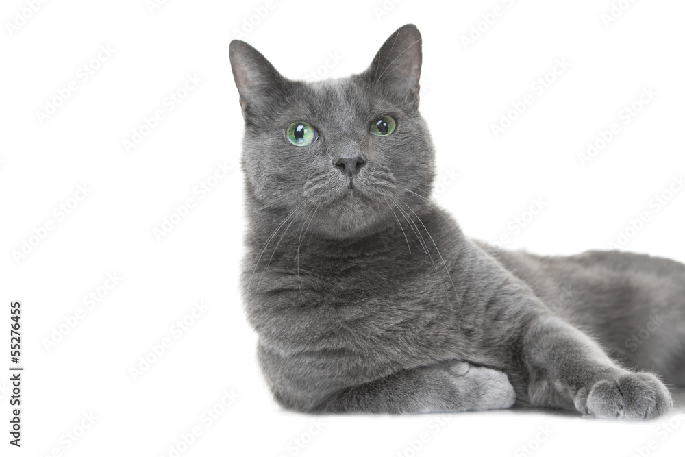 Russian blue cat lying on isolated white