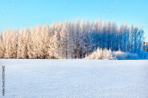 Winter forest on a bright sunny day