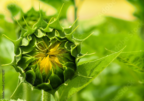 Close-up of the green bud of a sunflower