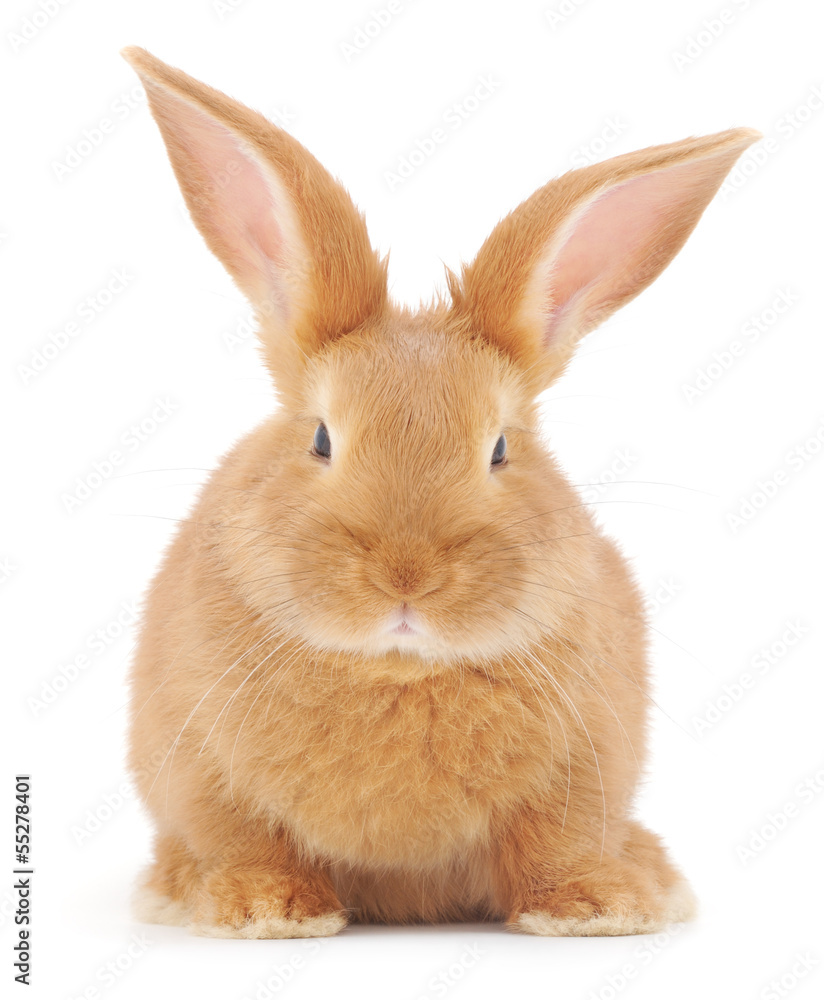 Obraz premium Rabbit