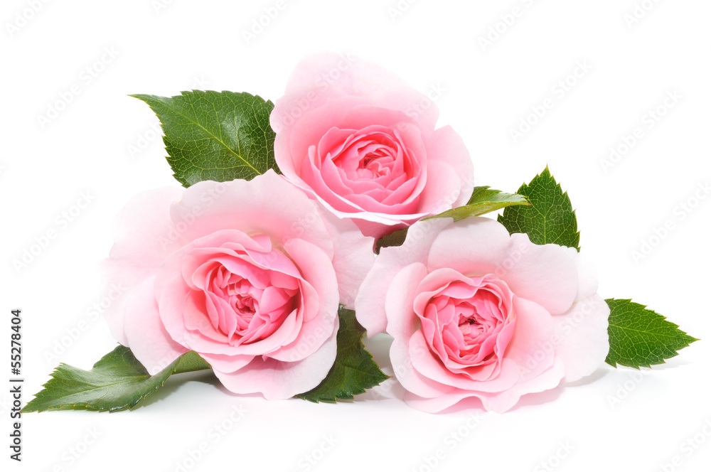 Pink Roses Pink Roses