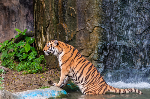 Tiger standing in the water