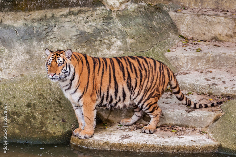 Bengal tiger standing on the rock near water Bengal tiger standing on the rock near water