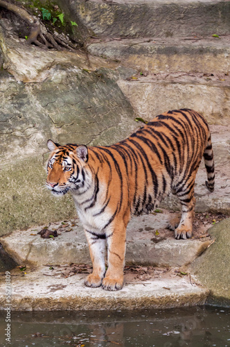 Bengal tiger standing on the rock near water
