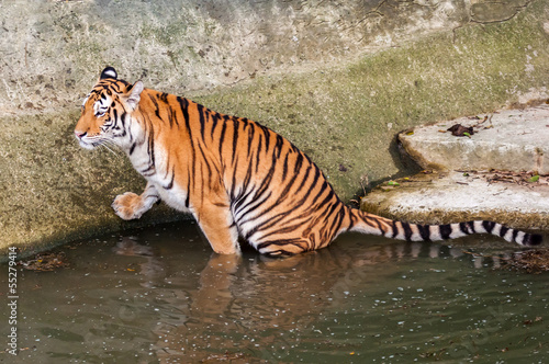 Tiger in the water