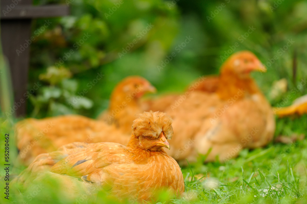 Fototapeta premium Red Chickens Resting on Green Grass