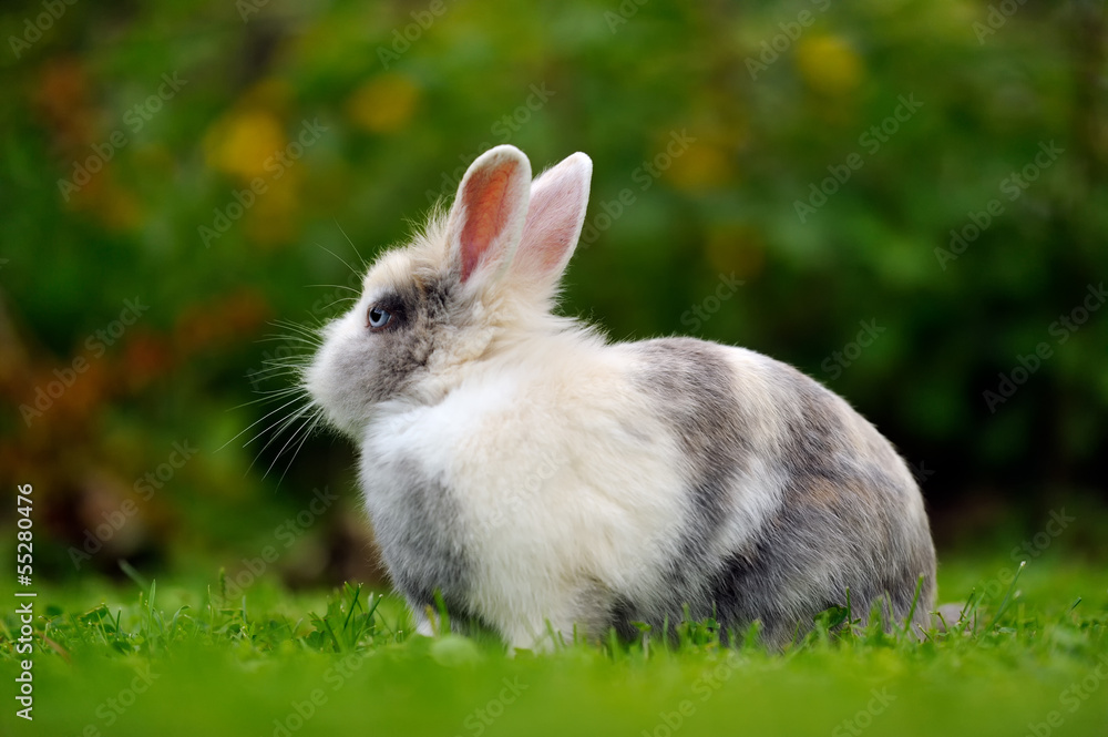 Pretty Grey and White Rabbit on Green Grass Pretty Grey and White Rabbit on Green Grass