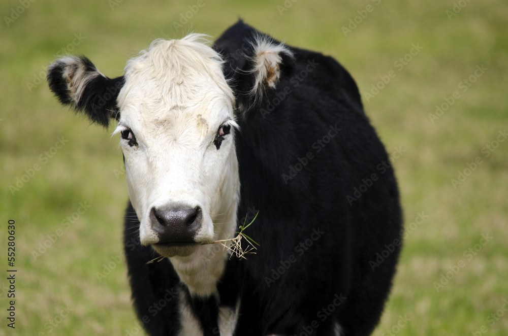 Black and white cow