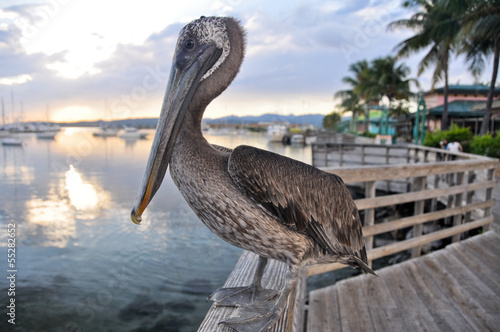 Brown pelican in Ponce (Puerto Rico)